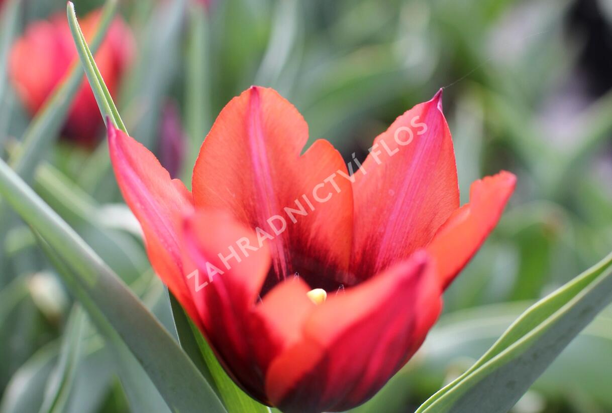 Tulipán Triumph 'Slawa' - Tulipa Triumph 'Slawa'