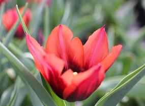 Tulipán Triumph 'Slawa' - Tulipa Triumph 'Slawa'