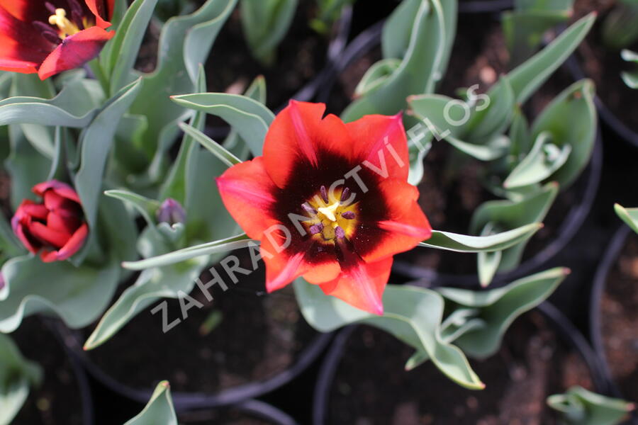 Tulipán Triumph 'Slawa' - Tulipa Triumph 'Slawa'