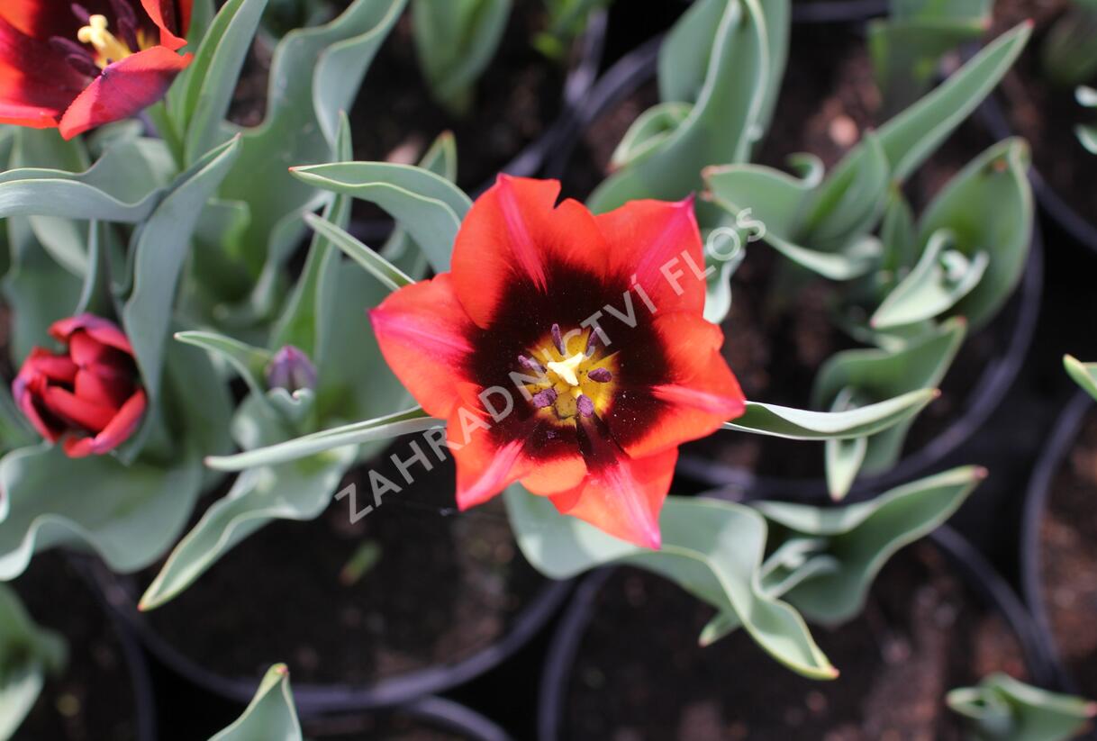 Tulipán Triumph 'Slawa' - Tulipa Triumph 'Slawa'