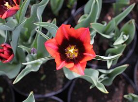 Tulipán Triumph 'Slawa' - Tulipa Triumph 'Slawa'