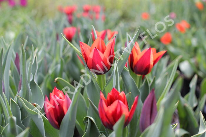 Tulipán Triumph 'Slawa' - Tulipa Triumph 'Slawa'