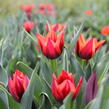 Tulipán Triumph 'Slawa' - Tulipa Triumph 'Slawa'