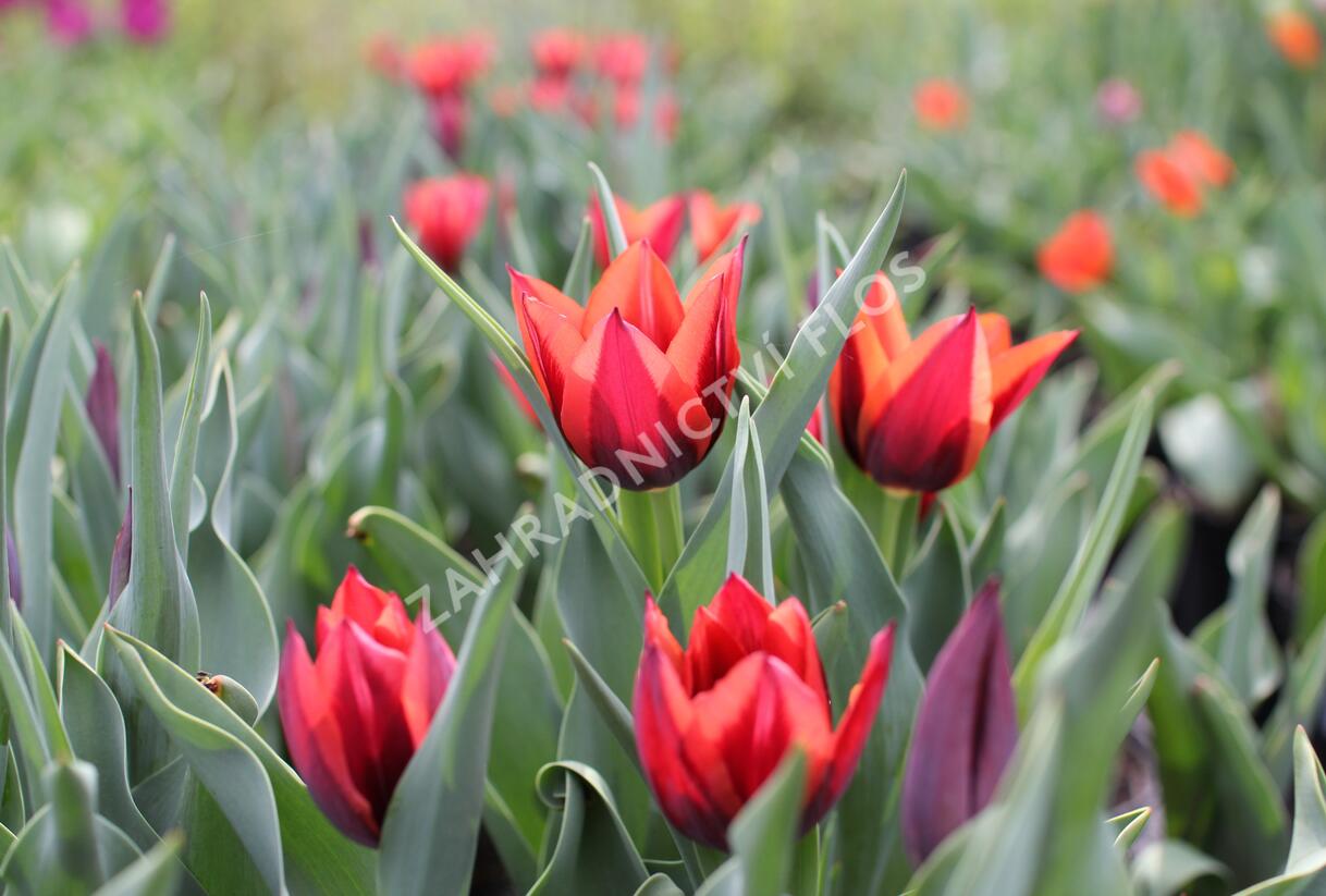 Tulipán Triumph 'Slawa' - Tulipa Triumph 'Slawa'