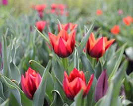 Tulipán Triumph 'Slawa'