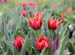 Tulipán Triumph 'Slawa' - Tulipa Triumph 'Slawa'
