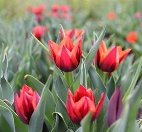 Tulipán Triumph 'Slawa' - Tulipa Triumph 'Slawa'