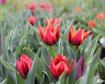 Tulipán Triumph 'Slawa'