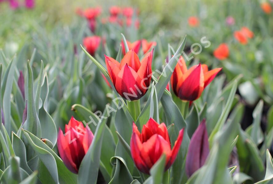 Tulipán Triumph 'Slawa' - Tulipa Triumph 'Slawa'