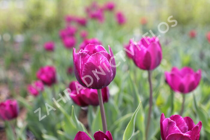 Tulipán Triumph 'Negrita' - Tulipa Triumph 'Negrita'