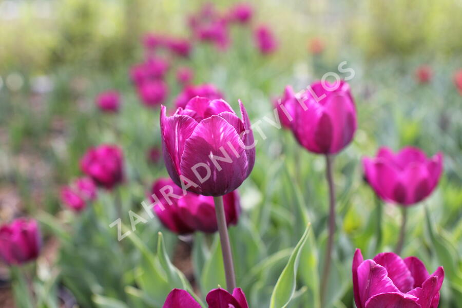 Tulipán Triumph 'Negrita' - Tulipa Triumph 'Negrita'