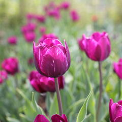 Tulipán Triumph 'Negrita' - Tulipa Triumph 'Negrita'