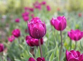 Tulipán Triumph 'Negrita' - Tulipa Triumph 'Negrita'