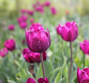 Tulipán Triumph 'Negrita' - Tulipa Triumph 'Negrita'