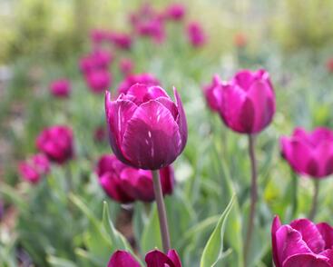 Tulipán Triumph 'Negrita'