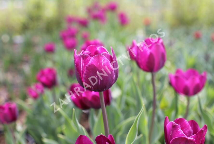 Tulipán Triumph 'Negrita' - Tulipa Triumph 'Negrita'