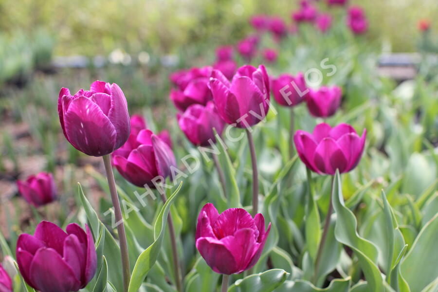 Tulipán Triumph 'Negrita' - Tulipa Triumph 'Negrita'
