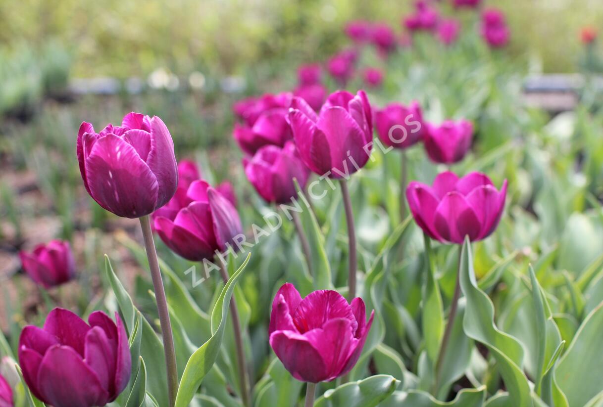 Tulipán Triumph 'Negrita' - Tulipa Triumph 'Negrita'