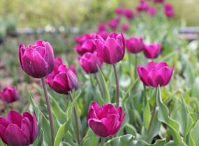 Tulipán Triumph 'Negrita' - Tulipa Triumph 'Negrita'