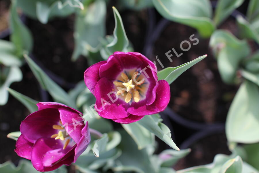 Tulipán Triumph 'Negrita' - Tulipa Triumph 'Negrita'