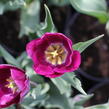 Tulipán Triumph 'Negrita' - Tulipa Triumph 'Negrita'