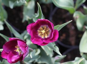 Tulipán Triumph 'Negrita' - Tulipa Triumph 'Negrita'