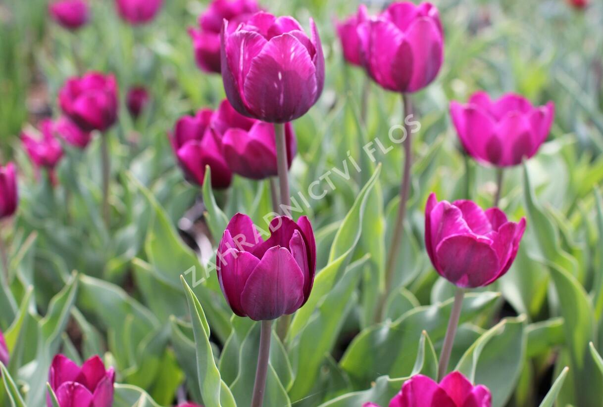 Tulipán Triumph 'Negrita' - Tulipa Triumph 'Negrita'