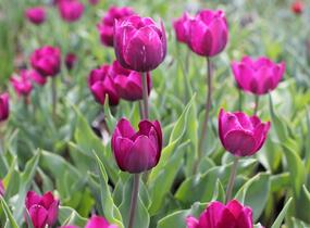 Tulipán Triumph 'Negrita' - Tulipa Triumph 'Negrita'