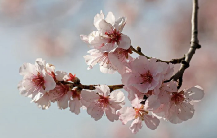 Mandloň obecná 'Nikol' - Prunus amygdalus 'Nikol'