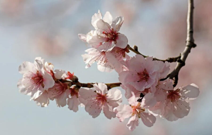 Mandloň obecná 'Nikol' - Prunus amygdalus 'Nikol'