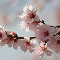 Mandloň obecná 'Nikol' - Prunus amygdalus 'Nikol'