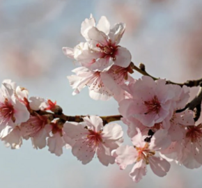 Mandloň obecná 'Nikol' - Prunus amygdalus 'Nikol'