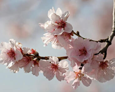 Mandloň obecná pozdní 'Nikol'