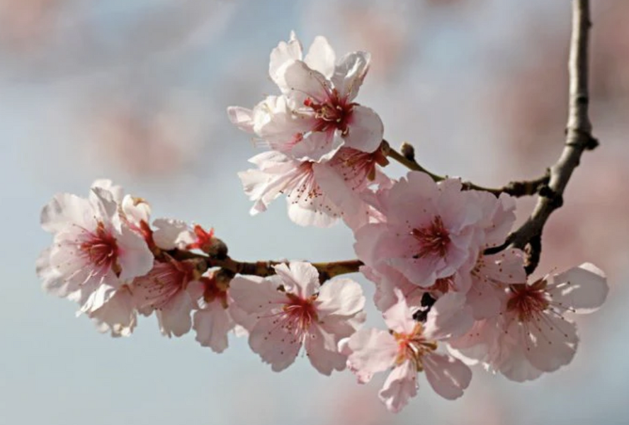 Mandloň obecná pozdní 'Nikol' - Prunus amygdalus 'Nikol'