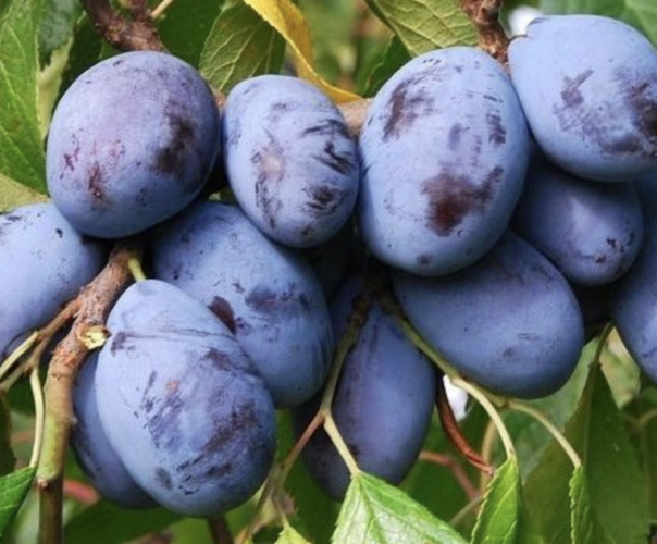 Švestka - pozdní 'Hamanova' - Prunus domestica 'Hamanova'