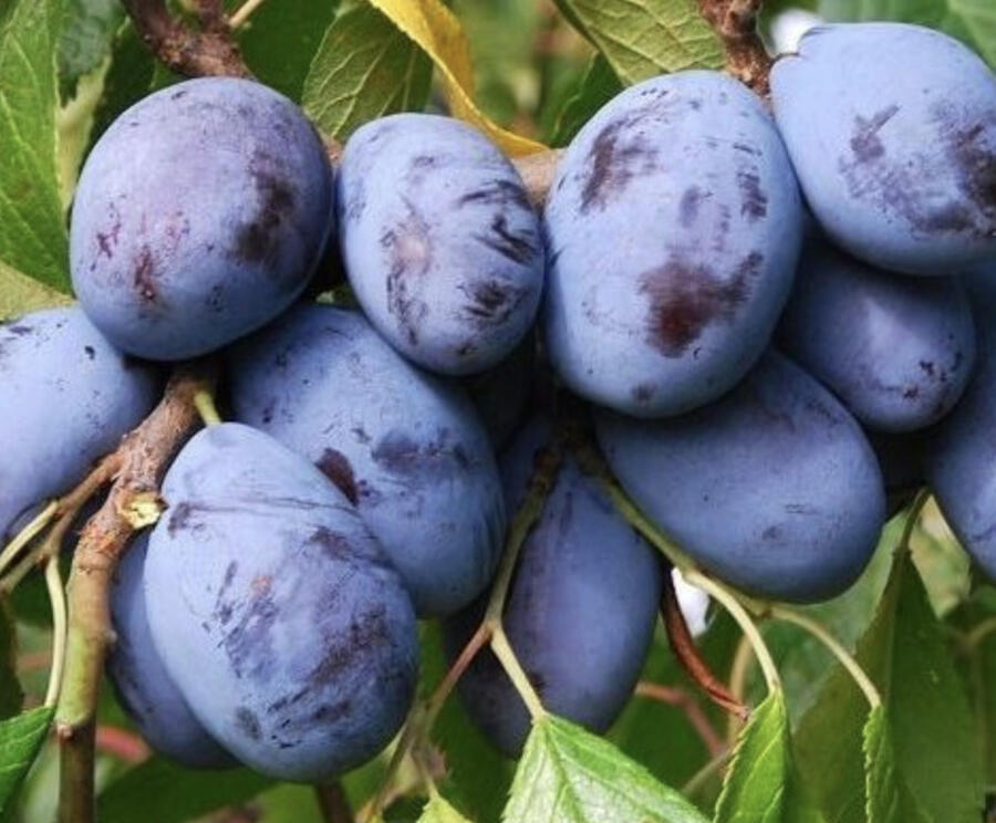 Švestka - pozdní 'Hamanova' - Prunus domestica 'Hamanova'