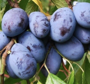 Švestka - pozdní 'Hamanova' - Prunus domestica 'Hamanova'