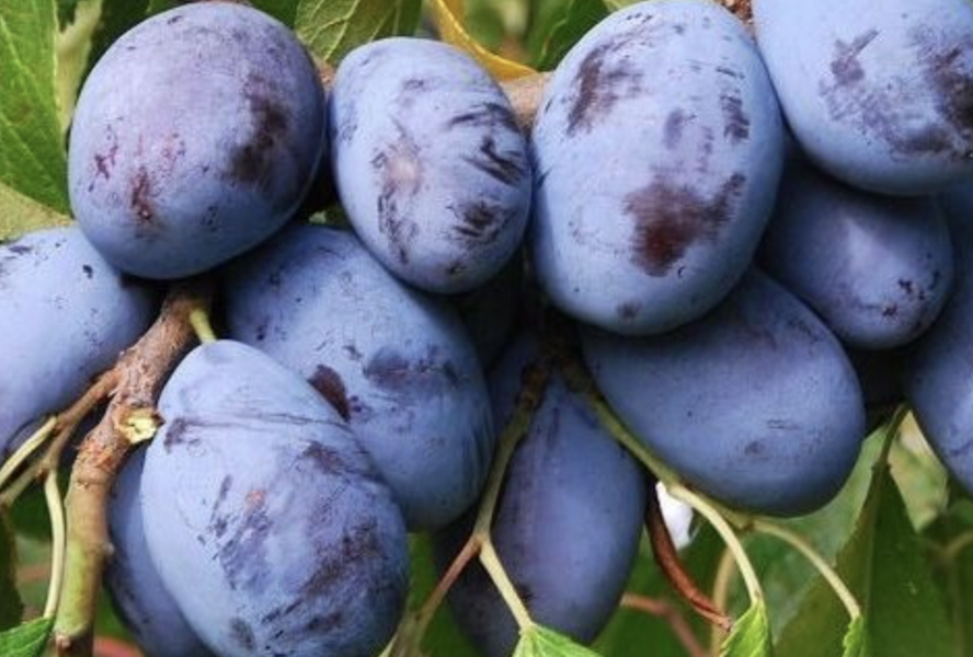 Švestka pozdní 'Hamanova' - Prunus domestica 'Hamanova'
