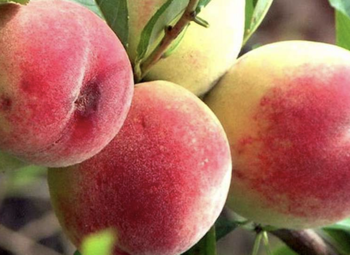 Broskvoň - raná 'Favorita Morettini III' - Prunus persica 'Favorita Morettini III'