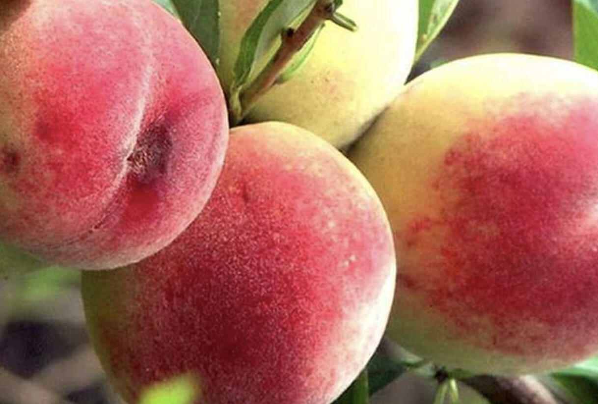 Broskvoň raná 'Favorita Morettini III' - Prunus persica 'Favorita Morettini III'