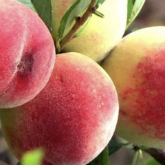 Broskvoň - raná 'Favorita Morettini III' - Prunus persica 'Favorita Morettini III'