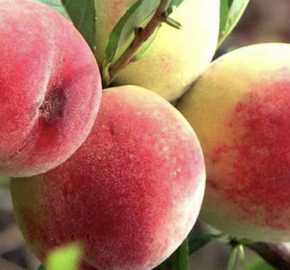 Broskvoň - raná 'Favorita Morettini III' - Prunus persica 'Favorita Morettini III'