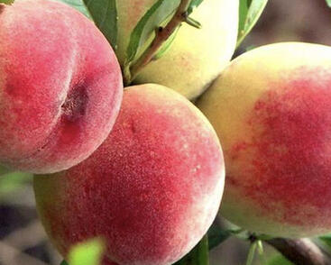 Broskvoň raná 'Favorita Morettini III'