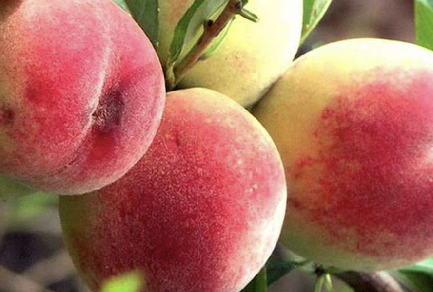 Broskvoň raná 'Favorita Morettini III' - Prunus persica 'Favorita Morettini III'