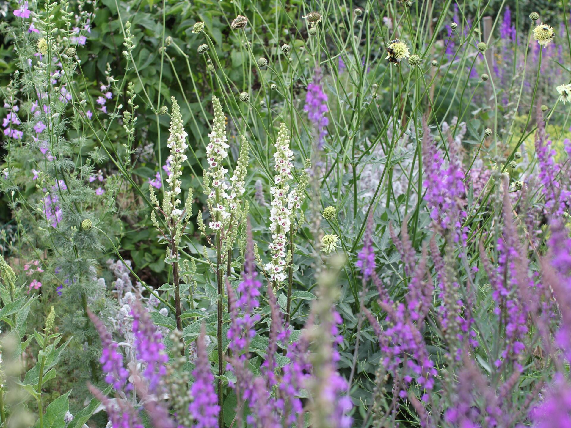 trvalkový záhon červen