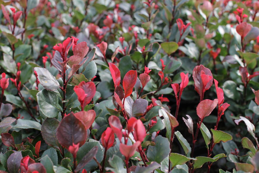 Photinia fraseri ''Little Red Robin''