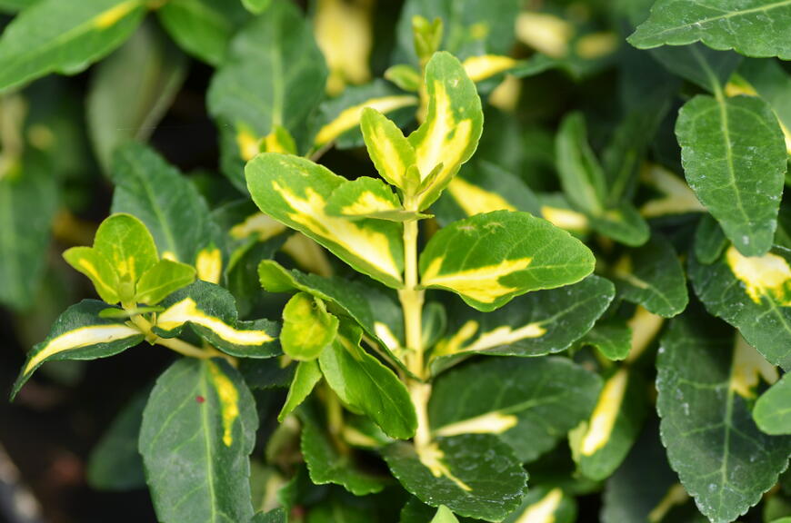 Euonymus fortunei ''Sunspot''