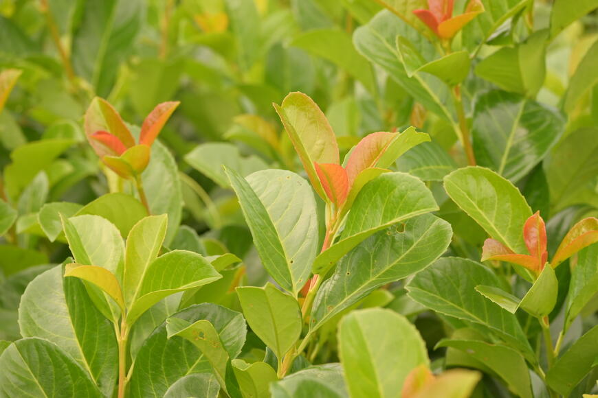Prunus laurocerasus 'Etna'