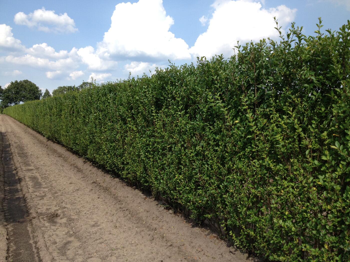Ligustrum ovalifolium - předpěstovaný živý plot