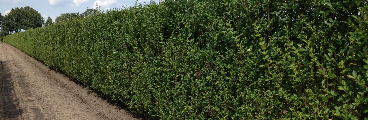 Ligustrum ovalifolium - předpěstovaný živý plot